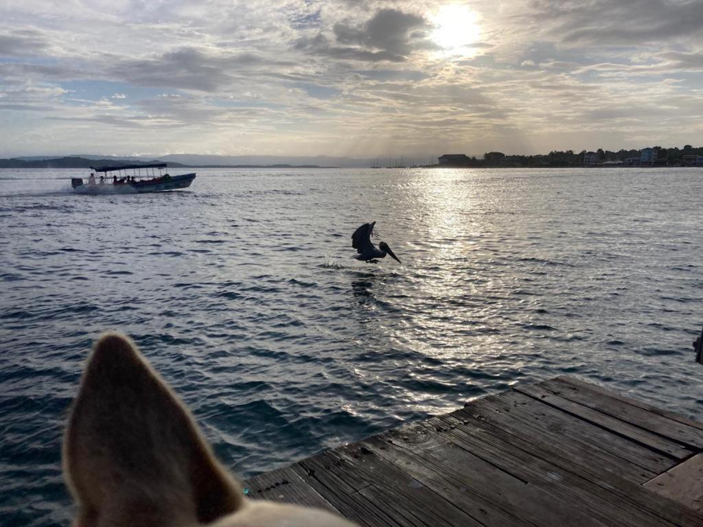 Casa Acuario Boutique Hotel Bocas del Toro Eksteriør bilde
